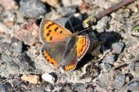 Lycaena phlaeas