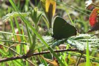 Callophrys rubi
