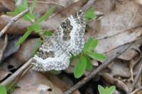 Epirrhoe alternata