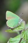 Callophrys rubi