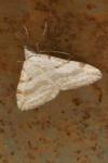 Aplocera