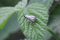 Adela reaumurella