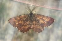 Ematurga atomaria