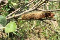 Lasiocampa quercus