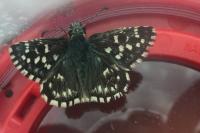 Pyrgus malvae