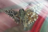 Pyrgus malvae