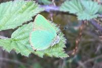 Callophrys rubi