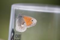 Coenonympha pamphilus