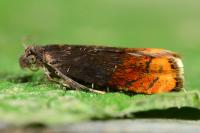 Pammene rhediella