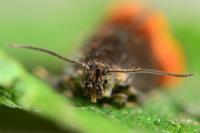 Pammene rhediella