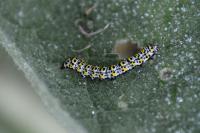 Cucullia verbasci