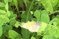 Coenonympha pamphilus