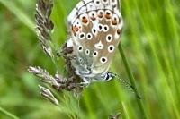 Lysandra bellargus