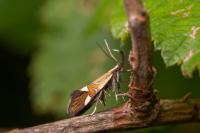 Alabonia geoffrella