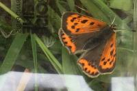 Lycaena phlaeas