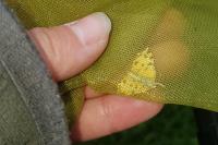 Pseudopanthera macularia