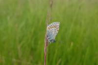 Aricia agestis