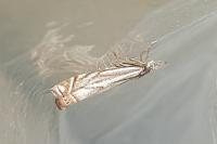 Crambus lathoniellus