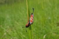 Zygaena loti