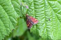 Pyrausta aurata