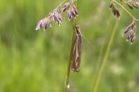 Crambus lathoniellus