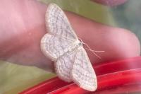Idaea subsericeata