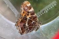 Araschnia levana