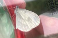 Leptidea sinapis