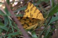 Pseudopanthera macularia