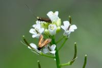 Cauchas rufimitrella
