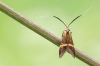 Nemophora degeerella