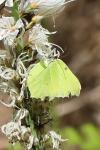 Gonepteryx rhamni
