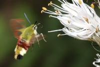 Hemaris fuciformis