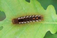 Euproctis chrysorrhoea