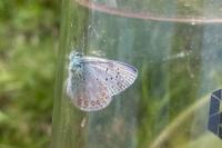 Polyommatus icarus