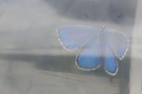 Lysandra bellargus