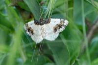 Ligdia adustata