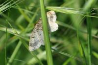 Ligdia adustata