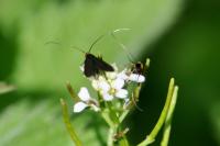 Cauchas rufimitrella