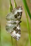 Epirrhoe rivata