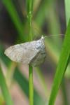 Aplocera