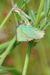 Callophrys rubi