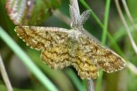 Ematurga atomaria
