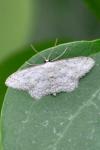 Idaea seriata