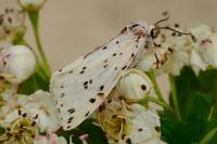 Spilosoma lubricipeda