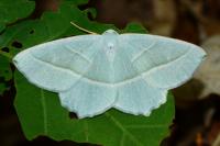 Campaea margaritaria