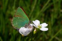 Callophrys rubi