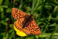 Euphydryas aurinia