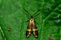 Nemophora degeerella