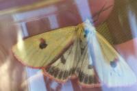 Diacrisia sannio